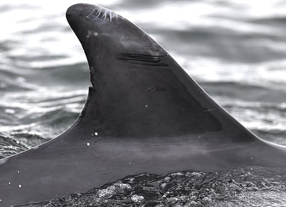 Left Dorsal Fin