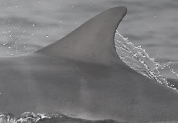 Left Dorsal Fin