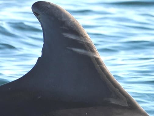 Left Dorsal Fin