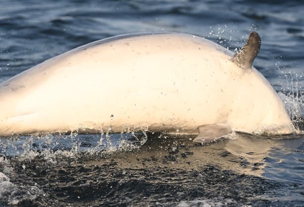 General photo of null