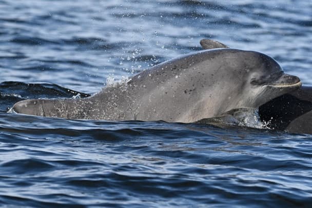 General photo of Banana (Irrelevant)