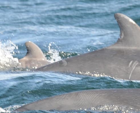 General photo of Fromage Faye