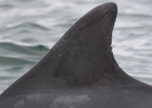 Left Dorsal Fin