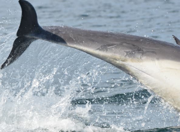 General photo of Monster