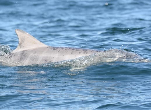 General photo of Lowrider