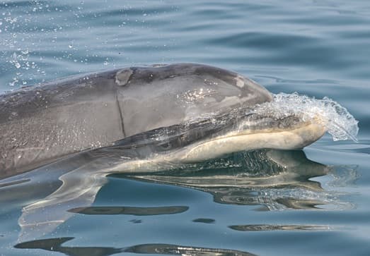 General photo of Spinoula