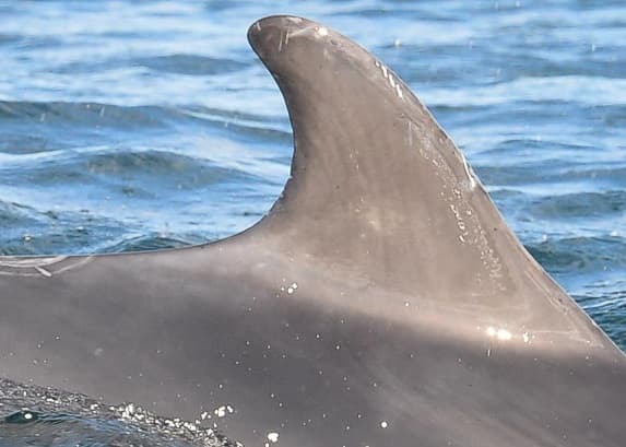 Left Dorsal Fin