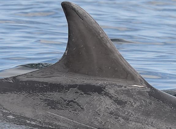 Left Dorsal Fin