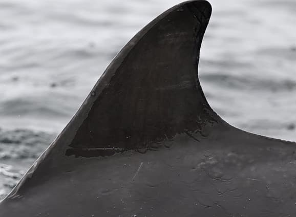 Left Dorsal Fin