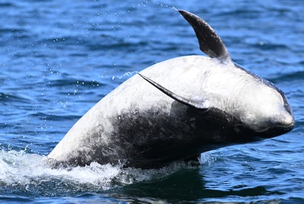 General photo of Richard Benjamin