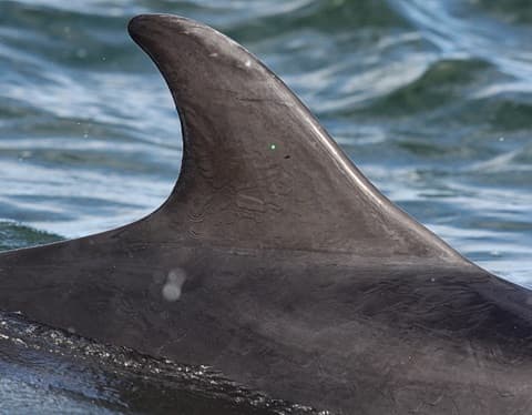 Left Dorsal Fin