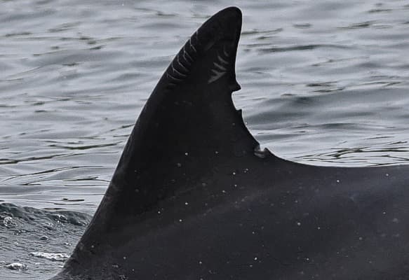 Left Dorsal Fin