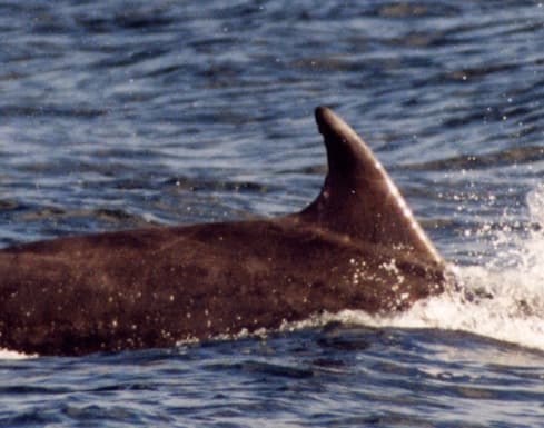 Left Dorsal Fin