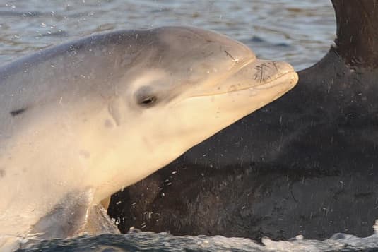 General photo of Abba