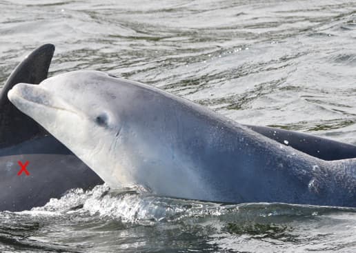 General photo of Tarly