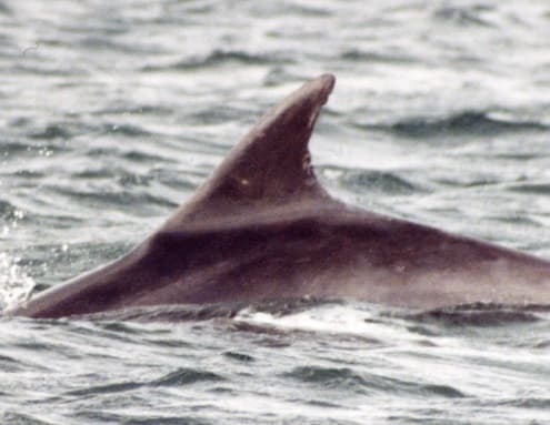 Left Dorsal Fin
