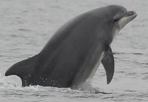 General photo of Turtle