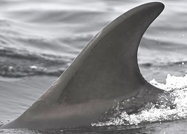Left Dorsal Fin