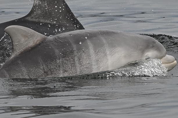 General photo of Mosie