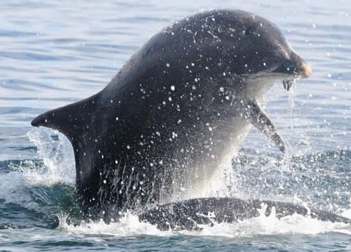 General photo of Rebel (Artex)