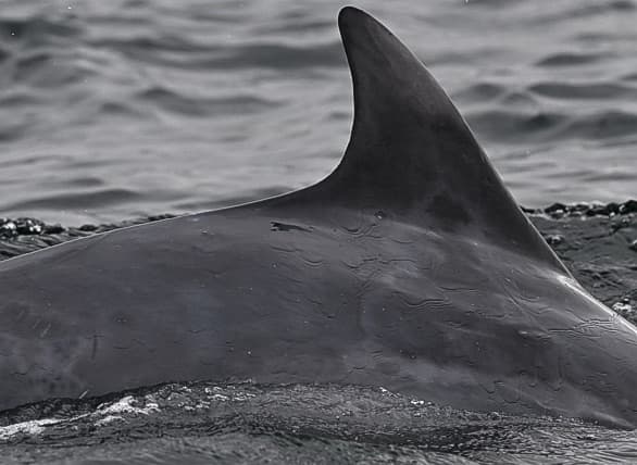 Left Dorsal Fin