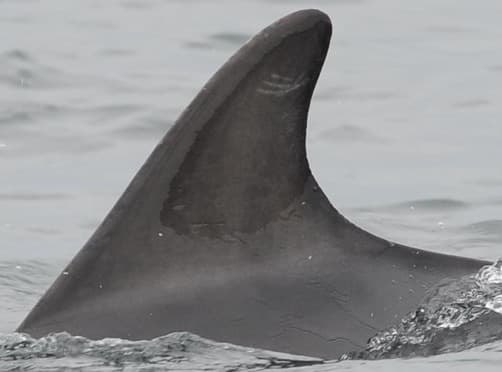 Left Dorsal Fin
