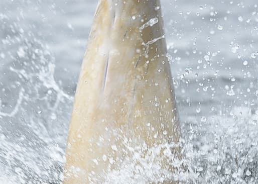 General photo of Great Dane