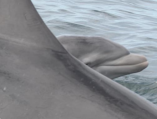 General photo of Oattie