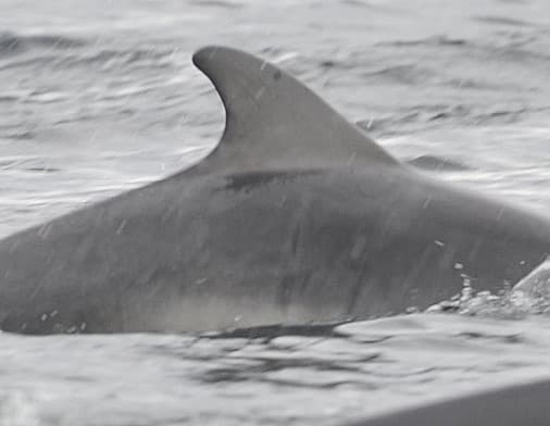 Left Dorsal Fin