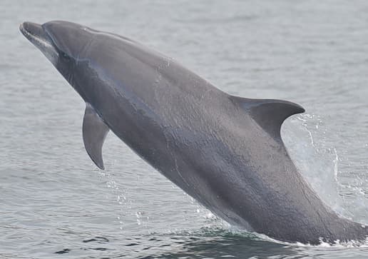 General photo of Muller