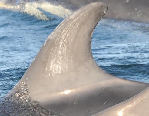 Left Dorsal Fin