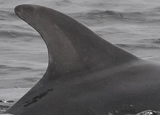 Left Dorsal Fin