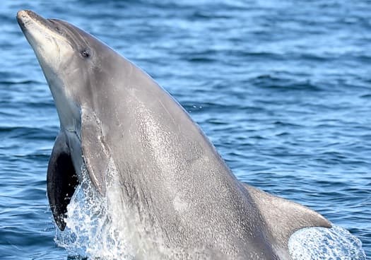 General photo of Hobbit (Neptune)