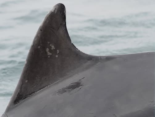 Left Dorsal Fin