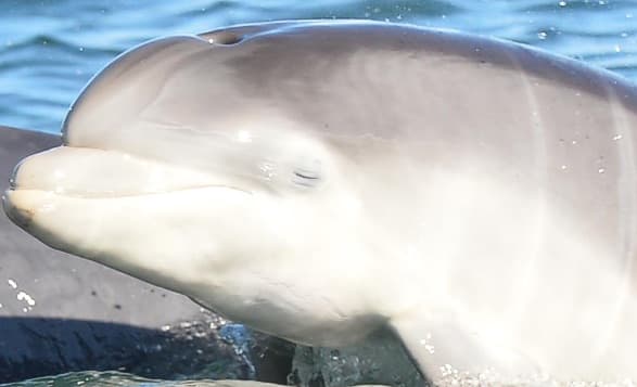 General photo of Pennanteller