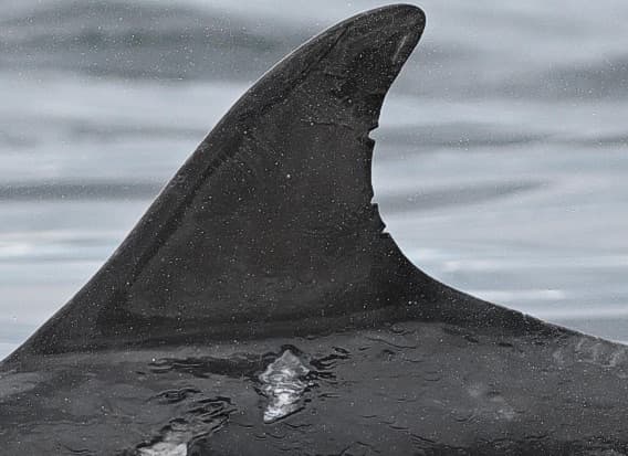 Left Dorsal Fin