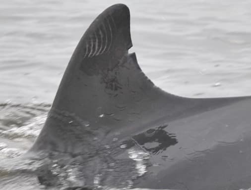 Left Dorsal Fin