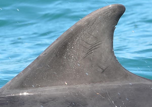Left Dorsal Fin