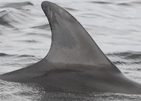 Left Dorsal Fin