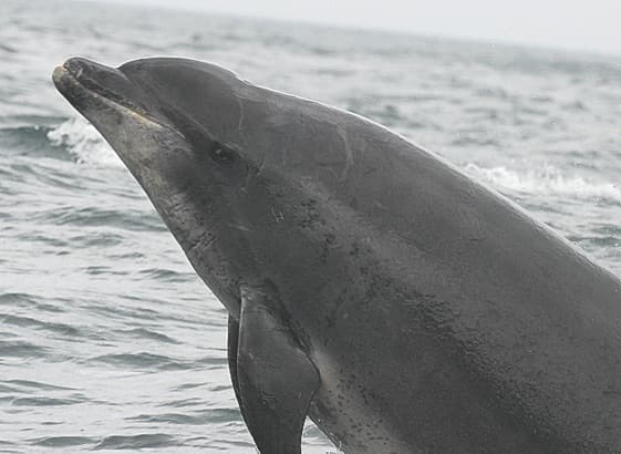 General photo of Barracuda