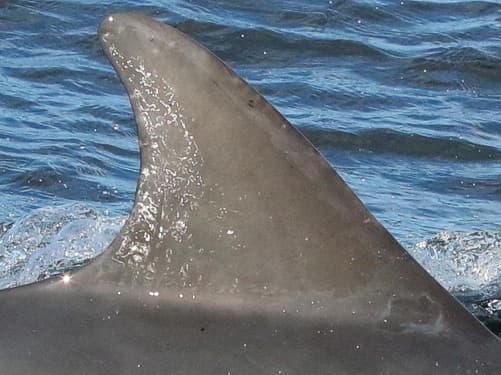 Left Dorsal Fin