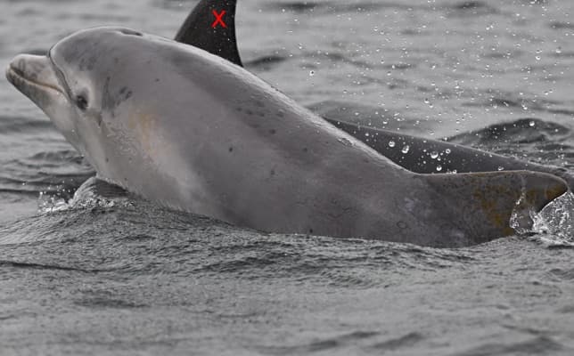 General photo of Swiftie