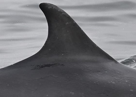 Left Dorsal Fin