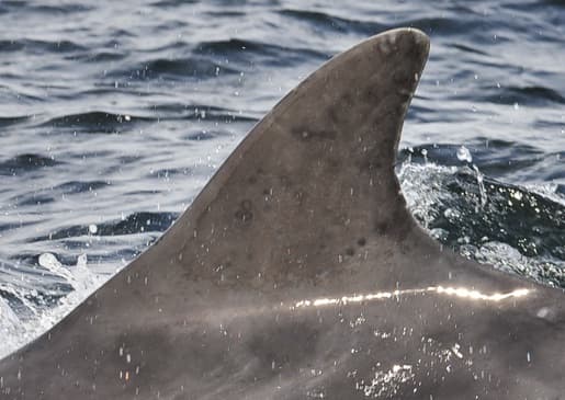 Left Dorsal Fin
