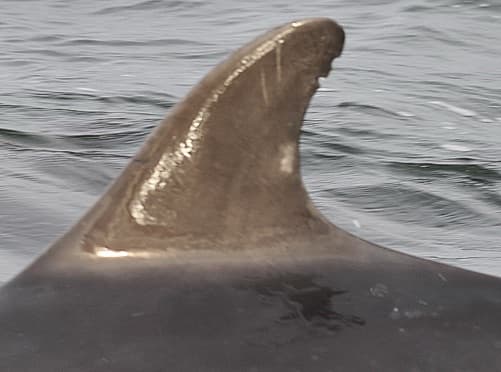 Left Dorsal Fin