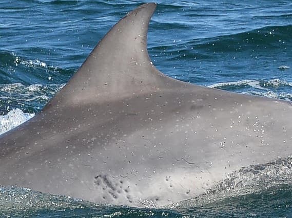 Left Dorsal Fin