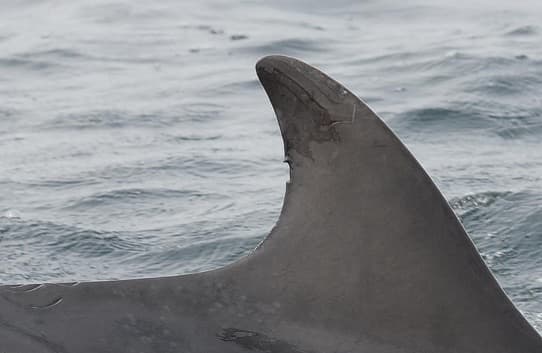 Left Dorsal Fin