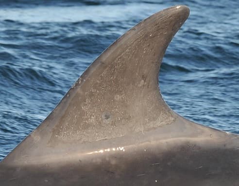 Left Dorsal Fin