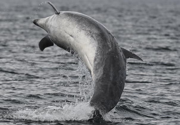 General photo of Puff