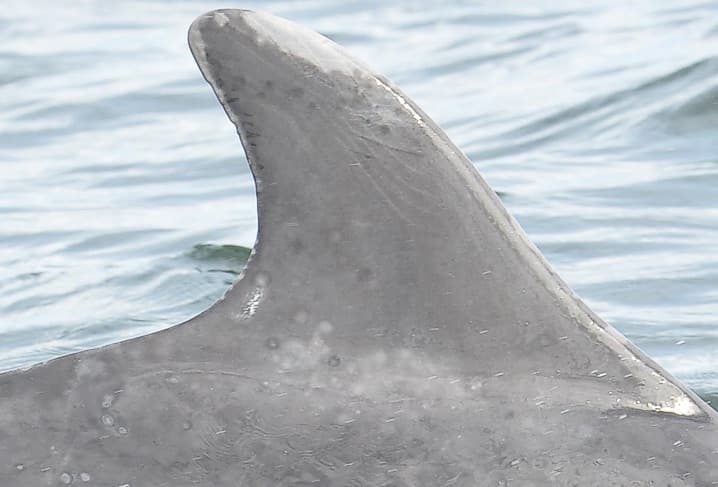 Left Dorsal Fin
